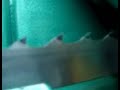 blades tooth tip hardening