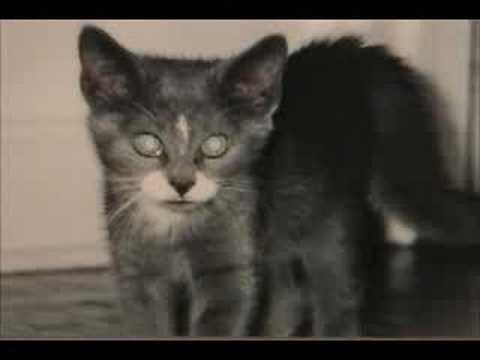Horus the Cat Walking Tour