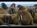 Walrus Music Video Walrus Music Video