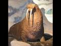 Walrus Music Video