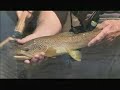 Fly Fishing the Fremont River Utah Fly Fishing the Fremont River Utah