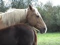 Smilla June - Quarter Horse Stute (geb. 2008)