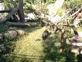 (THIS IS NOT A) GORILLAS FIGHT