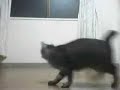A little fat gray cat