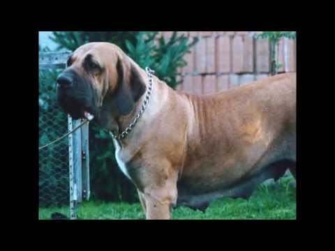fila brasileiro
