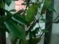 Walking sticks & mantids