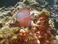 Episode 26 - Fantasyland, Grand Cayman