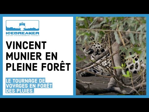 enforet - Vincent Munier livre ses impressions sur son expérience en pleine forêt primaire. Ses premiers pas dans un milieu insolite, bien loin des climats polaires qu...