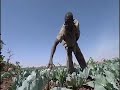 ce film est destin� aux professionnels de la r�duction des risques de catastrophes sur le terrain et � ceux qui souhaitent en savoir plus sur les pratiques de la rrc. des exemples de bonne pratique sont donn�s au travers de cas d'�tudes au tadjikistan, au malawi, en inde, au nicaragua, au salvador, en indon�sie, au sri lanka et au burkina faso. le film pr�sente les principes fondamentaux pour une pratique efficace de la rrc.
