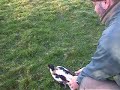 Shelduck being released