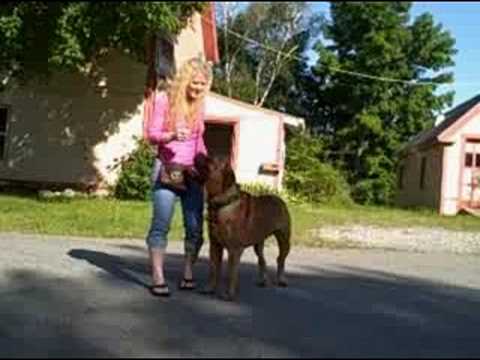 bullmastiff