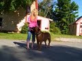 DEXT-ORR BULLMASTIFFS LUCA WORKING