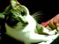 videos de olivia amazando