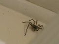 Huntsman Spider wrapping up his dinner