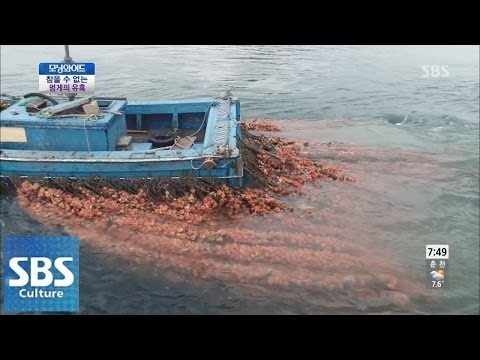 참을 수 없는 멍게의 유혹 @토요특집 모닝와이드 140329