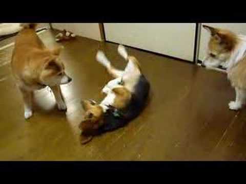 友情に邪魔される爺ちゃん柴犬の恋　shiba inuYoutube(ユーチューブ・ゆーちゅーぶ)・Dailymotion動画