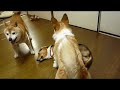?????????????????shiba inu