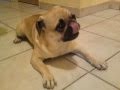 title="Dog