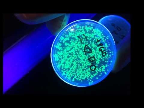 how to grow e coli in a petri dish