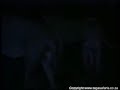 اجمل واغرب مقطع لااسد يحمي شبله