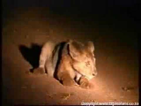 اجمل واغرب مقطع لااسد يحمي شبله