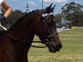tigga at mandurah all breeds