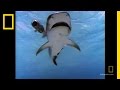 Shark Attack!