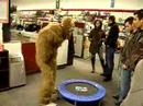 Un singe sur son trempoline