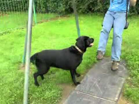 Black Labrador Loves The Swings