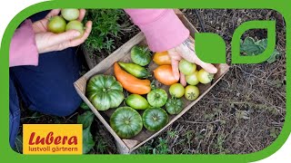 Tomaten nachreifen: 2 Methoden, um grüne Tomaten nachreifen zu lassen