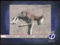 Horse Abuse Allegations