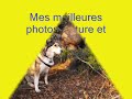 Oiseaux, Tamia, nature, loupe sur un tronc d'arbre