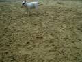 videos de Duke Bull Terrier..