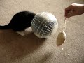 ボール猫動画