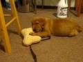 videos de Tomales' first morning