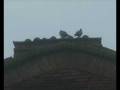 videos de Galgano.wmv