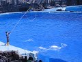 Golfinho Pulando o Arco