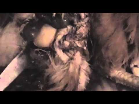 how to treat egg yolk peritonitis in chickens