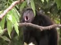 Howler Monkey by our room