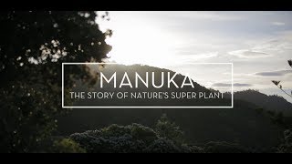 Manuka Natures Super Plant