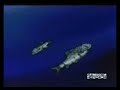 Episodio 48 - Shenlong � nosso inimigo (Parte 2)