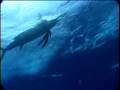 videos de Guy Harvey Portraits from the Deep Demo Reel