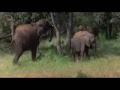 Animales Borrachos