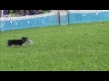 Click here to watch this video 2011 6/19 K9 寒川大会 スモールドック 決勝 ハリーとママ