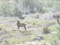Wapiti Monsters Of The NW Wilderness