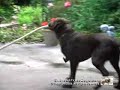 Complex Tasks Assistance - Helping In The Garden