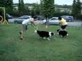 title="Flyball