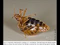 Most Bizarre Animal Mating Habits! Part 2 Most Bizarre Animal Mating Habits! Part 2