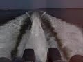 RHIB on step