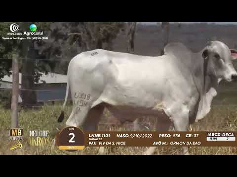 509 LEILO VIRTUAL MB LEILES